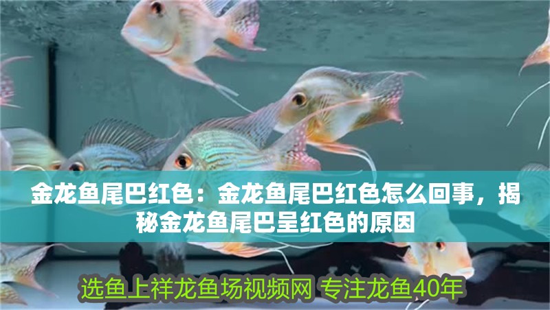 金龍魚尾巴紅色：金龍魚尾巴紅色怎么回事，揭秘金龍魚尾巴呈紅色的原因
