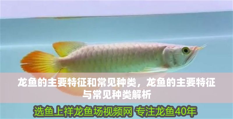 龍魚的主要特征和常見種類，龍魚的主要特征與常見種類解析