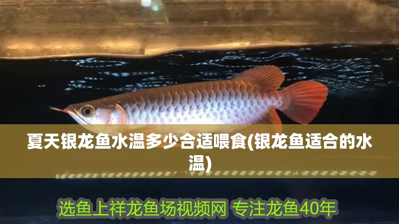 夏天銀龍魚水溫多少合適喂食(銀龍魚適合的水溫)