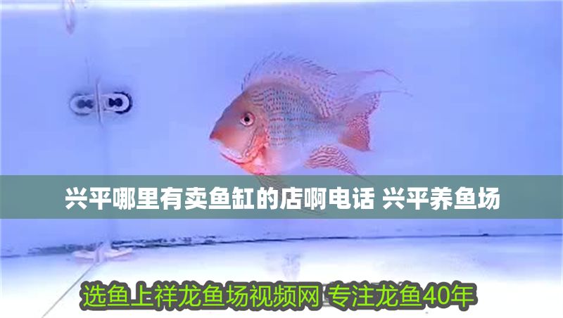 興平哪里有賣魚缸的店啊電話 興平養(yǎng)魚場