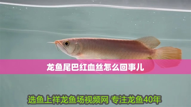 龍魚尾巴紅血絲怎么回事兒