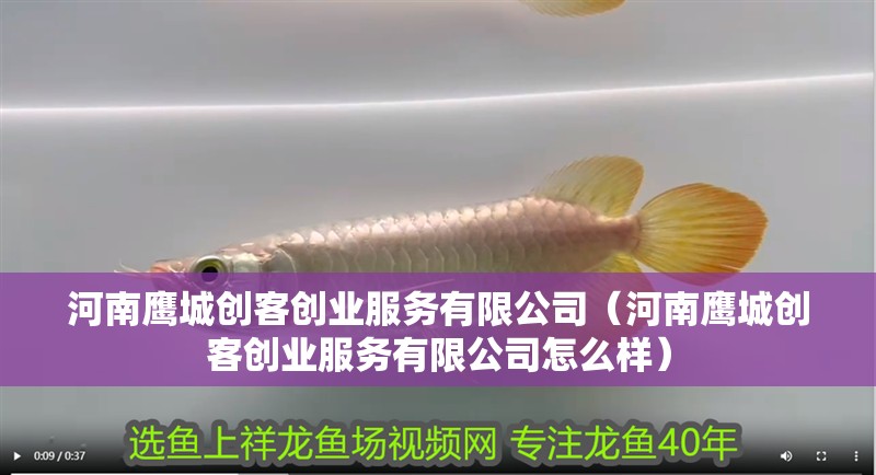 河南鷹城創(chuàng)客創(chuàng)業(yè)服務(wù)有限公司（河南鷹城創(chuàng)客創(chuàng)業(yè)服務(wù)有限公司怎么樣）