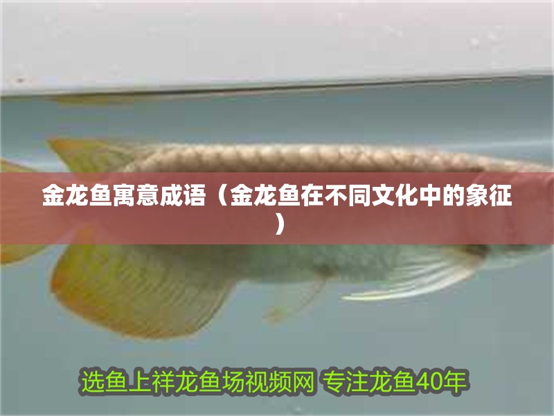 金龍魚寓意成語（金龍魚在不同文化中的象征）
