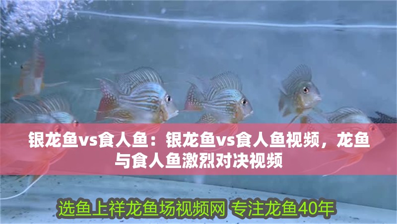 銀龍魚vs食人魚：銀龍魚vs食人魚視頻，龍魚與食人魚激烈對決視頻