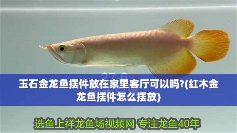 玉石金龍魚擺件放在家里客廳可以嗎?(紅木金龍魚擺件怎么擺放)
