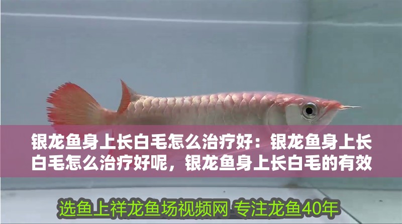 銀龍魚身上長白毛怎么治療好：銀龍魚身上長白毛怎么治療好呢，銀龍魚身上長白毛的有效治療方法