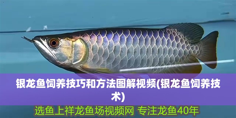 銀龍魚飼養(yǎng)技巧和方法圖解視頻(銀龍魚飼養(yǎng)技術(shù))