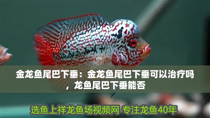 金龍魚尾巴下垂：金龍魚尾巴下垂可以治療嗎，龍魚尾巴下垂能否
