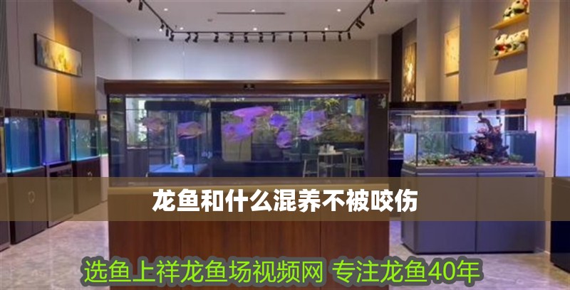 龍魚和什么混養不被咬傷