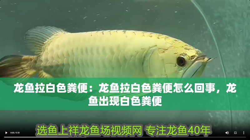 龍魚拉白色糞便：龍魚拉白色糞便怎么回事，龍魚出現白色糞便