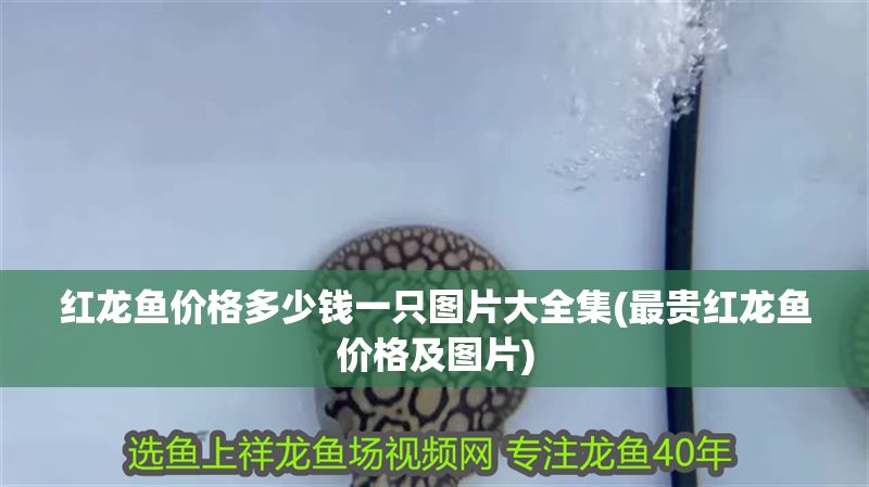 紅龍魚價格多少錢一只圖片大全集(最貴紅龍魚價格及圖片)