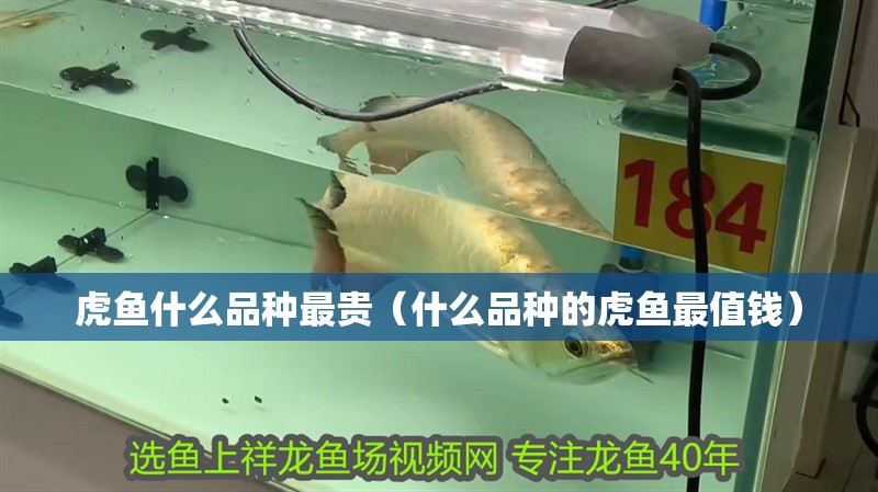 虎魚(yú)什么品種最貴（什么品種的虎魚(yú)最值錢(qián)）
