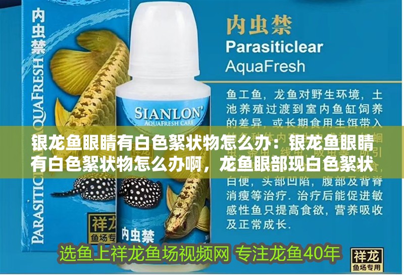 銀龍魚眼睛有白色絮狀物怎么辦：銀龍魚眼睛有白色絮狀物怎么辦啊，龍魚眼部現白色絮狀物應對