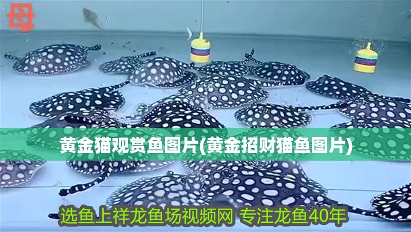 黃金貓觀賞魚圖片(黃金招財貓魚圖片)