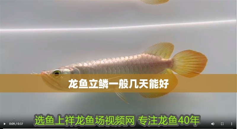 龍魚立鱗一般幾天能好