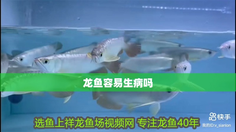 龍魚容易生病嗎 龍魚百科 龍魚容易生病嗎 龍魚容易生病嗎 龍魚百科