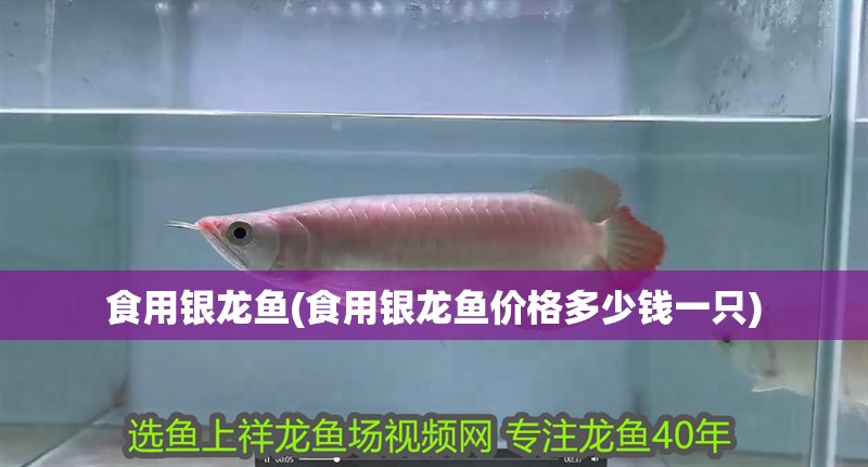 食用銀龍魚(yú)(食用銀龍魚(yú)價(jià)格多少錢(qián)一只)