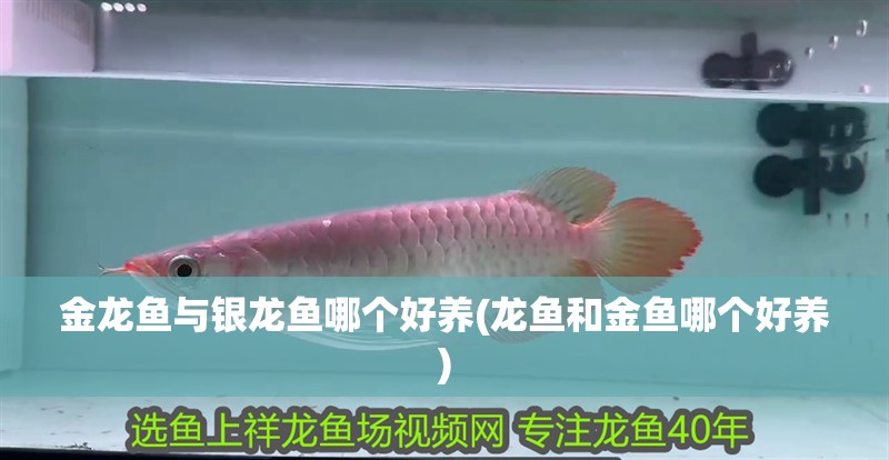金龍魚與銀龍魚哪個好養(龍魚和金魚哪個好養)