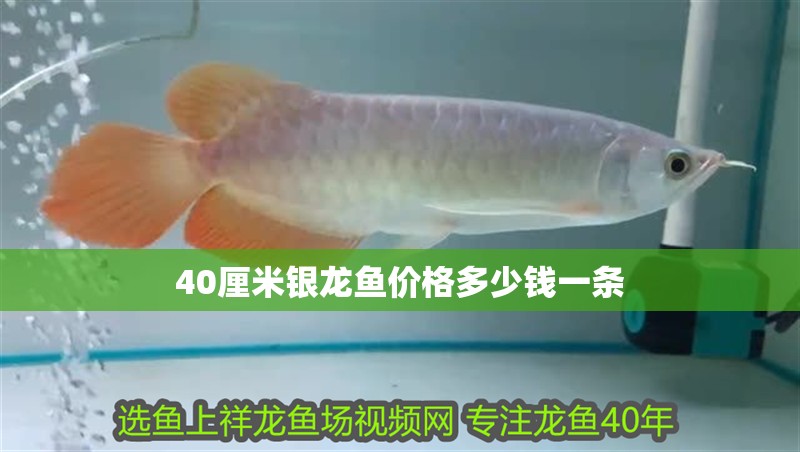 40厘米銀龍魚價格多少錢一條