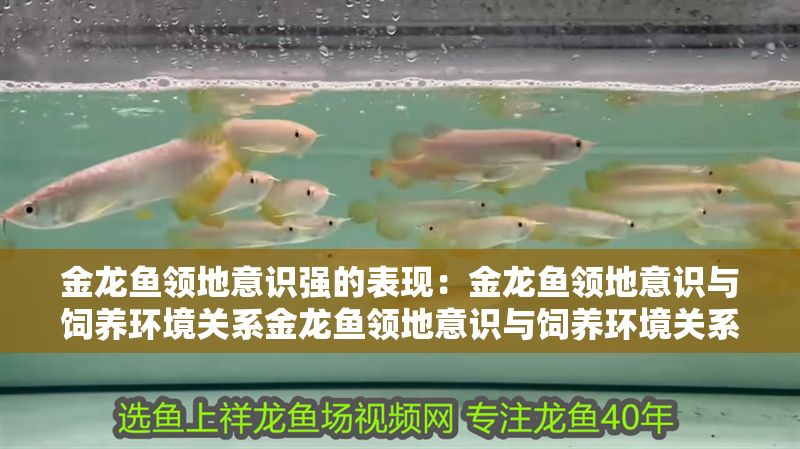 金龍魚領地意識強的表現：金龍魚領地意識與飼養環境關系金龍魚領地意識與飼養環境關系