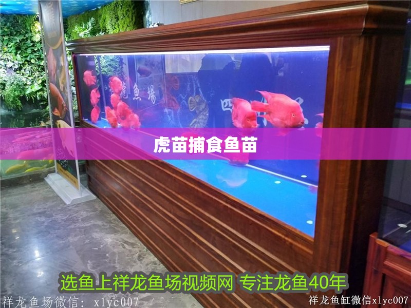 虎苗捕食魚苗