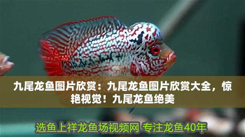 九尾龍魚圖片欣賞：九尾龍魚圖片欣賞大全，驚艷視覺！九尾龍魚絕美