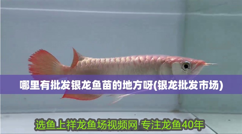 哪里有批發銀龍魚苗的地方呀(銀龍批發市場)