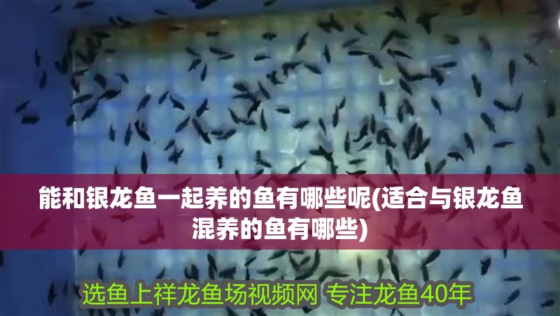 能和銀龍魚一起養的魚有哪些呢(適合與銀龍魚混養的魚有哪些)