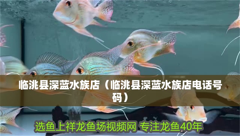 臨洮縣深藍水族店（臨洮縣深藍水族店電話號碼）