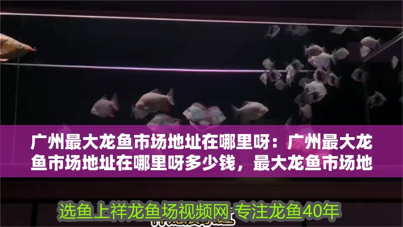 廣州最大龍魚市場地址在哪里呀：廣州最大龍魚市場地址在哪里呀多少錢，最大龍魚市場地址及價格全解析