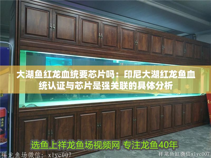 大湖魚紅龍血統要芯片嗎：印尼大湖紅龍魚血統認證與芯片是強關聯的具體分析