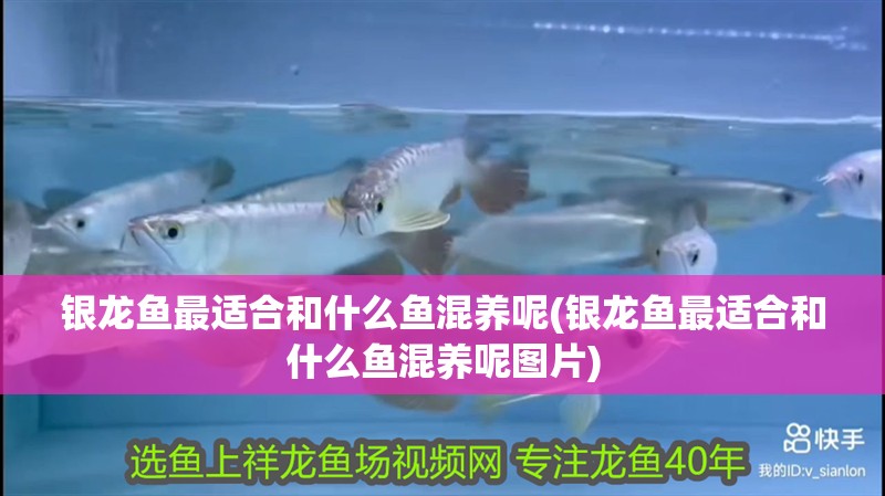 銀龍魚最適合和什么魚混養(yǎng)呢(銀龍魚最適合和什么魚混養(yǎng)呢圖片)