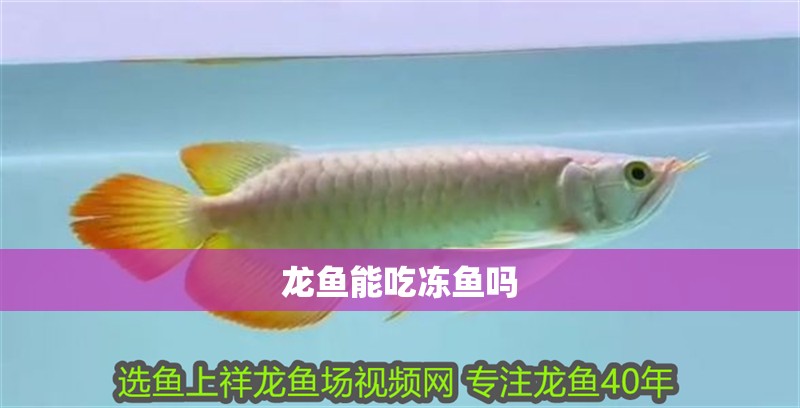 龍魚能吃凍魚嗎 龍魚百科 龍魚能吃凍魚嗎 龍魚能吃凍魚嗎 龍魚百科