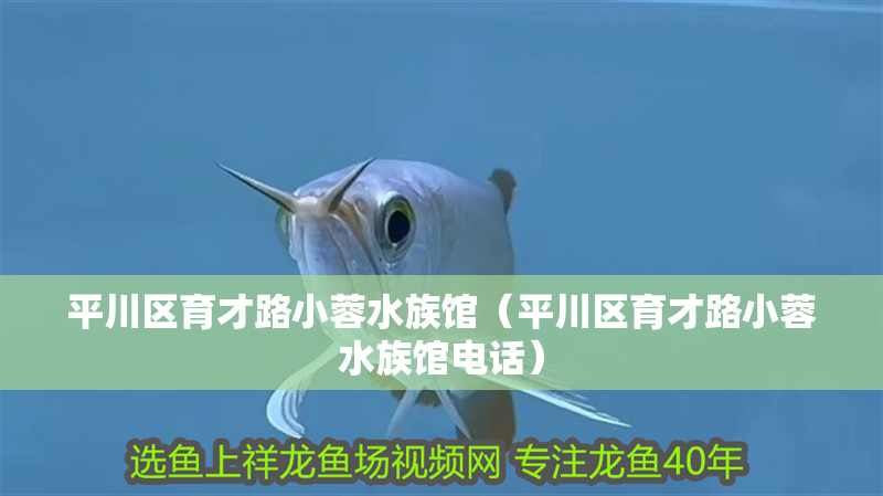 平川區育才路小蓉水族館（平川區育才路小蓉水族館電話）
