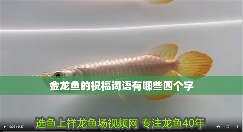 金龍魚的祝福詞語有哪些四個字