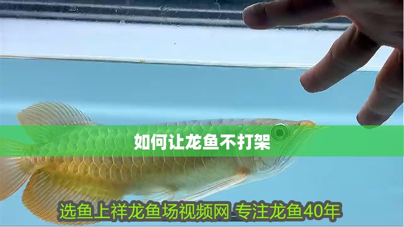 如何讓龍魚(yú)不打架
