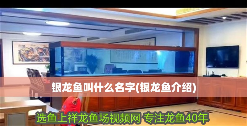 銀龍魚叫什么名字(銀龍魚介紹)
