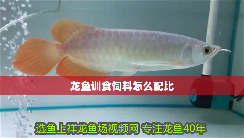 龍魚訓食飼料怎么配比