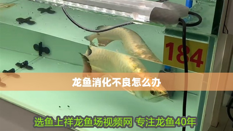 龍魚消化不良怎么辦