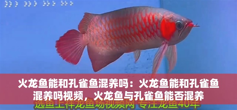 火龍魚能和孔雀魚混養嗎：火龍魚能和孔雀魚混養嗎視頻，火龍魚與孔雀魚能否混養