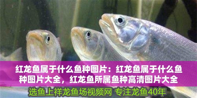 紅龍魚屬于什么魚種圖片：紅龍魚屬于什么魚種圖片大全，紅龍魚所屬魚種高清圖片大全