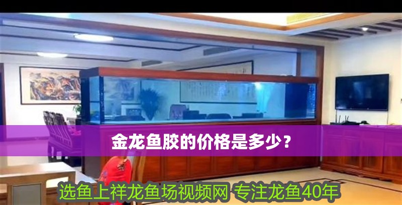 金龍魚膠的價格是多少？