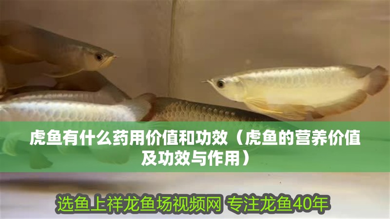 虎魚有什么藥用價值和功效（虎魚的營養價值及功效與作用）