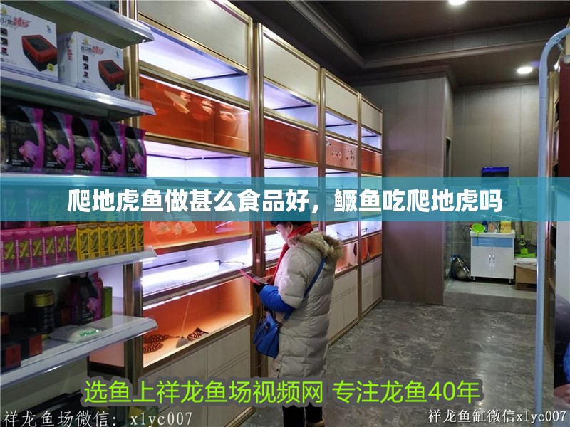 爬地虎魚做甚么食品好，鱖魚吃爬地虎嗎 爬地虎魚做甚么食品好，鱖魚吃爬地虎嗎 虎魚百科