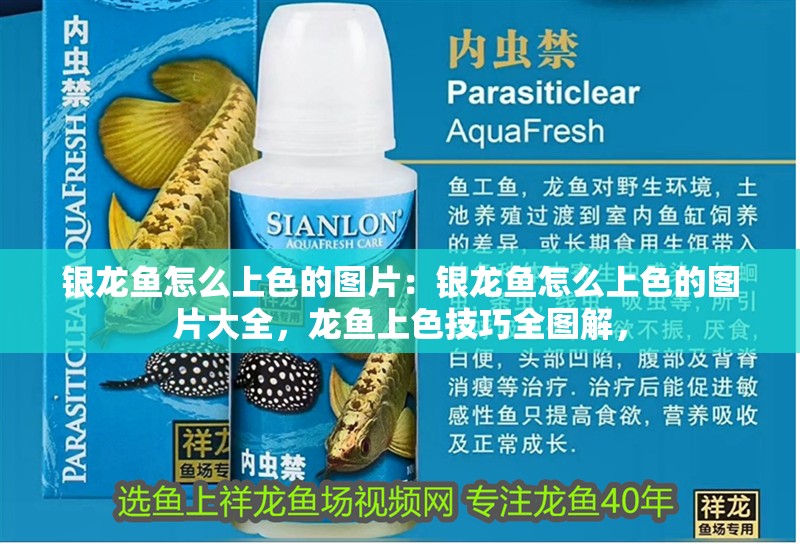 銀龍魚怎么上色的圖片：銀龍魚怎么上色的圖片大全，龍魚上色技巧全圖解，