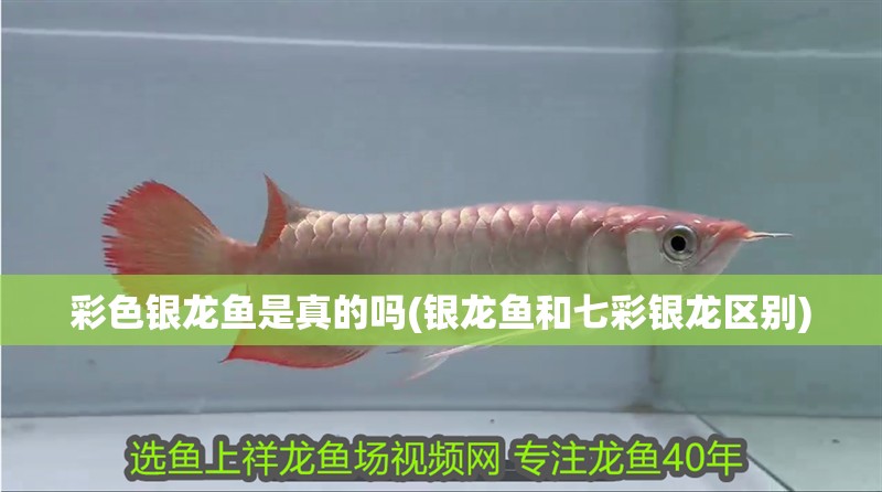 彩色銀龍魚是真的嗎(銀龍魚和七彩銀龍區(qū)別)