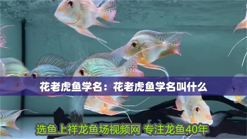 魚缸用增氧泵價格是多少:魚缸增氧機-xtrac增氧機-xtrac增氧機 花老虎魚學名:花老虎魚學名叫什么 虎魚百科 花老虎魚學名:花老虎魚學名叫什么 花老虎魚學名:花老虎魚學名叫什么 虎魚百科