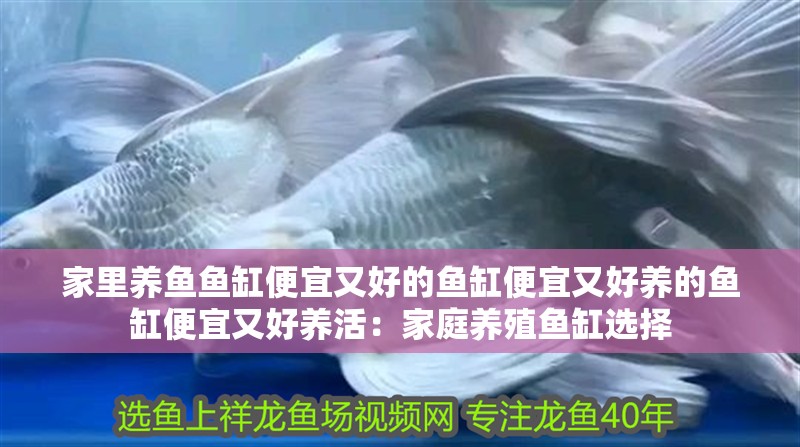 家里養(yǎng)魚(yú)魚(yú)缸便宜又好的魚(yú)缸便宜又好養(yǎng)的魚(yú)缸便宜又好養(yǎng)活：家庭養(yǎng)殖魚(yú)缸選擇