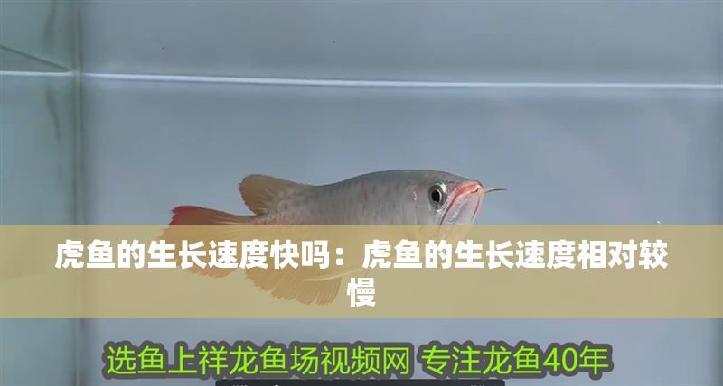虎魚的生長速度快嗎：虎魚的生長速度相對較慢