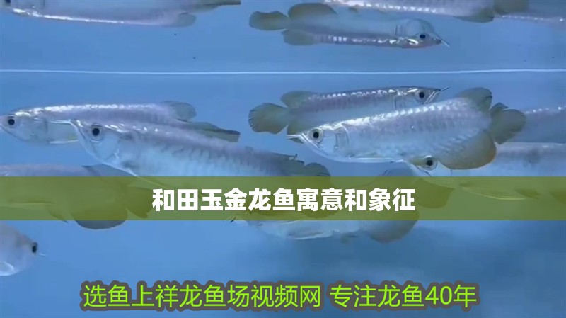 和田玉金龍魚寓意和象征 龍魚百科 和田玉金龍魚寓意和象征 和田玉金龍魚寓意和象征 龍魚百科